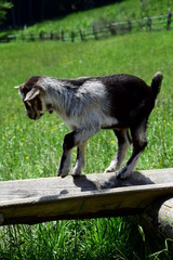 Fototapeta premium Kleines Zicklein auf dem Bauernhof