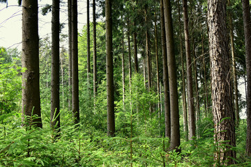 Pine forest and mountains in Germany.