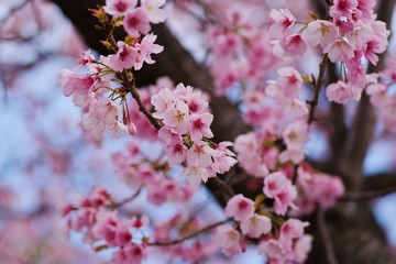 Kawazu cherry blossoms : full blooming