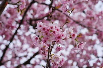 Kawazu cherry blossoms : full blooming