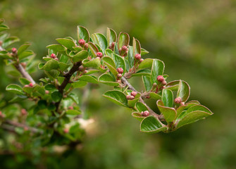 Cotoneaster