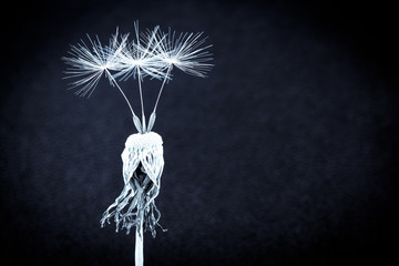 Dandelion Clock Flower