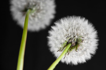 Dandelion Flower Black Background