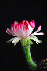 Beautiful blooming Lobivia cactus flower on black background