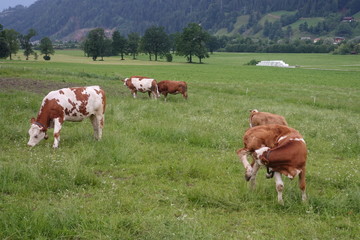Kuh/Kühe auf der Weide