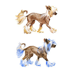 Watercolor chinese crested dogs