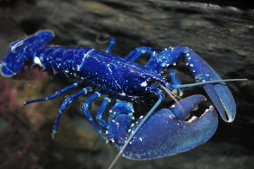 Homard Bleu 