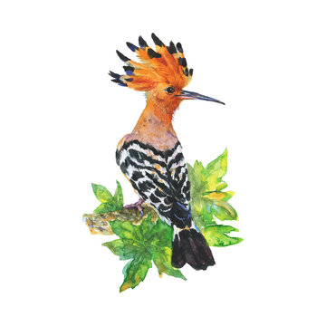 recommend clip art: Watercolor realistic hoopoe