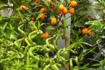 fresh oranges on a tree