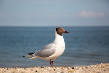 Möwe auf Föhr