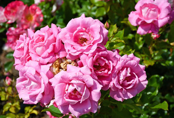 Pink roses in summer time