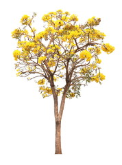 isolated tabebuia golden yellow flower blossom tree on white background the national tree of Brazil