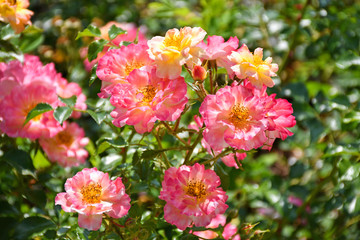 Roses in the garden summer time