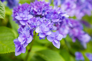 アジサイ、紫陽花、自然、日本