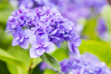 アジサイ、紫陽花、自然、日本