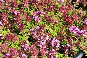 Beautiful Tymus plant in the garden under the sun