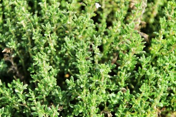 Beautiful Tymus plant in the garden under the sun