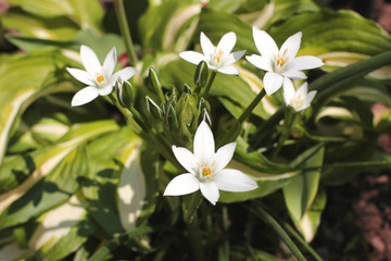 Obraz na płótnie Canvas White flowers in the garden close up