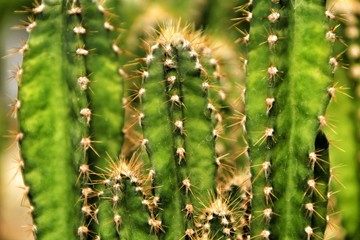 Cactus Cereus in the garden in Spring