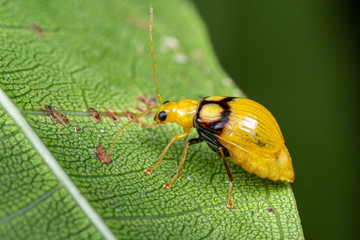 Yellow and black flea beetle, Monolepta oculata, foraging on a leaf