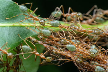 Oecophylla smaragdina, green weaver ants, working together to sew leaves and make a nest