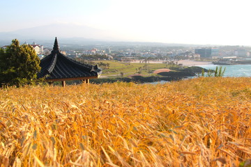 제주에 있는 "서우봉 해변"의 풍경이다.