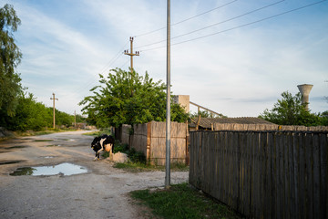 Village scene under the bright sunset light with a cow in the dirt street along reed fences and electric poles.