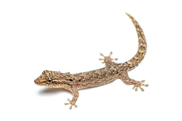 Lepidodactylus lugubris, the mourning gecko, showing scales and camouflaged pattern