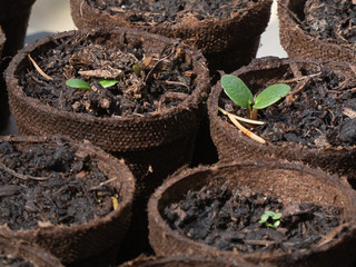 a couple small broun pots of seedling sprouts