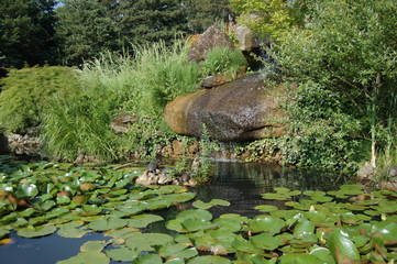 panorama of a pond with turtles, water lilies and a waterfall