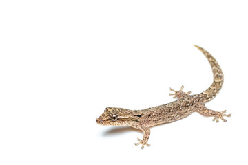 Lepidodactylus lugubris, the mourning gecko, showing scales and camouflaged pattern