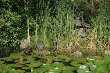 turtles sitting on the bank of a pond of water lilies
