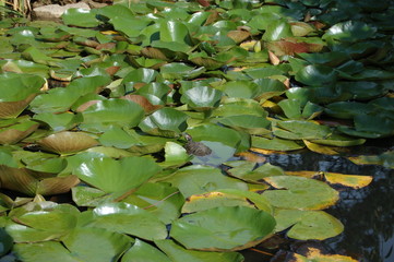 turtle in a pond in the middle of water lilies