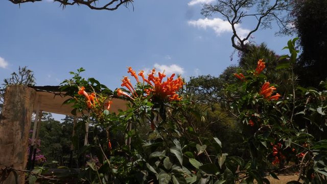 Static wide shot of orange trumpet creeper or trumpet vine, Campsis radicans flowers, in Nairobi city park, in Kenya, Africa