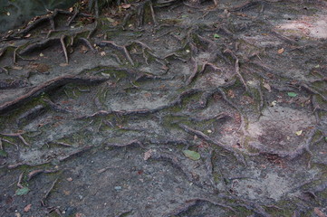 background tangled roots of an old tree on the surface of the earth