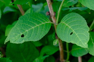 穴があいたアジサイの葉