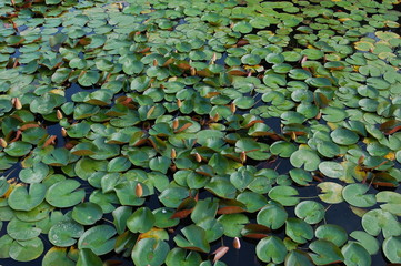 green background with water lilies in the pond