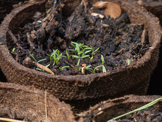 a small brown pot of tiny snapdragon sprouts
