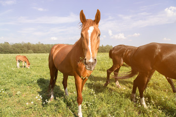 Naklejka na ściany i meble herd of horses chestnut horse grazing in a summer field against the sky