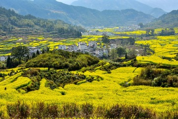 Rape rape terrace in Wuyuan, Shangrao, Jiangxi, China