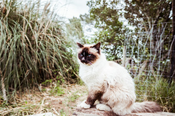 Chat de race Sacré de Birmanie