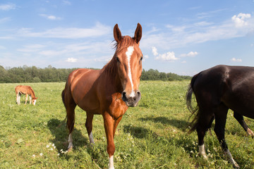 Fototapeta premium herd of horses chestnut horse grazing in a summer field against the sky
