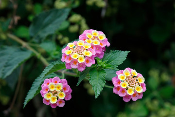 Wandelröschen (Lantana) Pflanze mit Blüten © Aggi Schmid