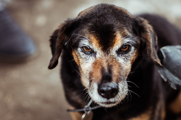 Petit chien de compagnie au regard triste