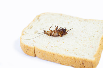 Cockroach on bread on isolated white background