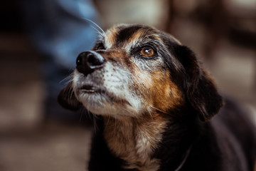 Petit chien de compagnie au regard triste