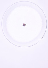 Dry lavender flower in a round cap with blurred white sea salt on a white background