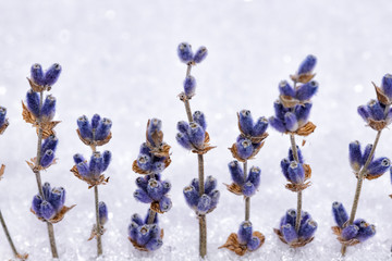 Row of dry lavender flowers on a white sea salt background selective focus.