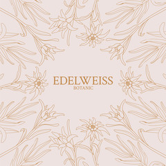 Edelweiss. Frame with edelweiss flowers on a pink background