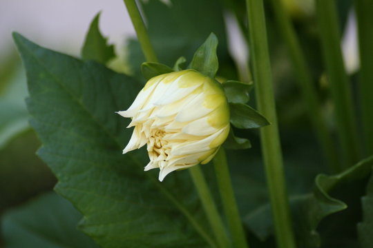 Dalias